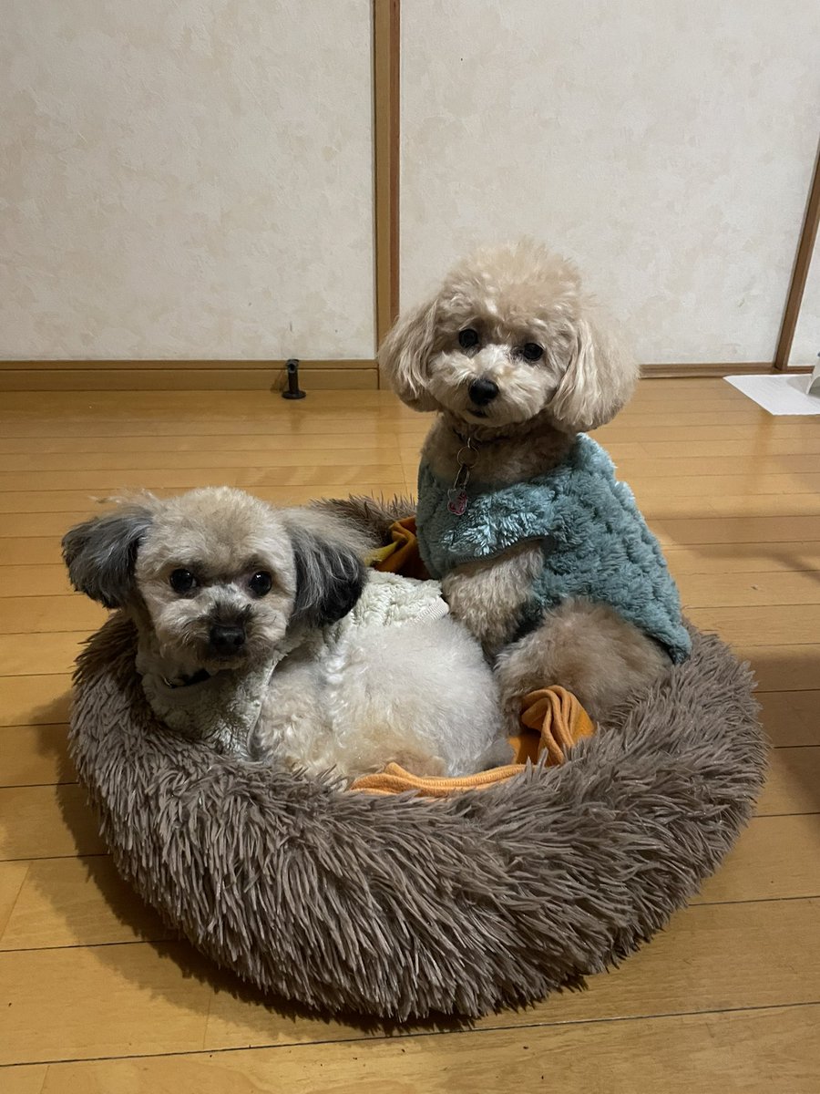 rakuyusei's tweet photo. 今日もワンコ達は元気です。 https://t.co/Az0pSAPr27