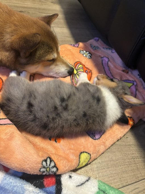 ponyo slowly starting to get along 🥺 https://t.co/8Uo5auFtKU<a href="/tag/berserk"class="tags"><span>#berserk</span></a>