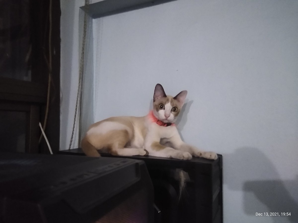 Astrozombiecat's tweet photo. RIP Cookie my baby girl. https://t.co/CCBq2qPC1h