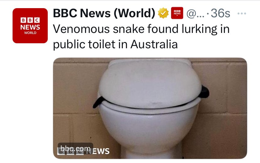 Venomous snake found lurking in Australian public toilet