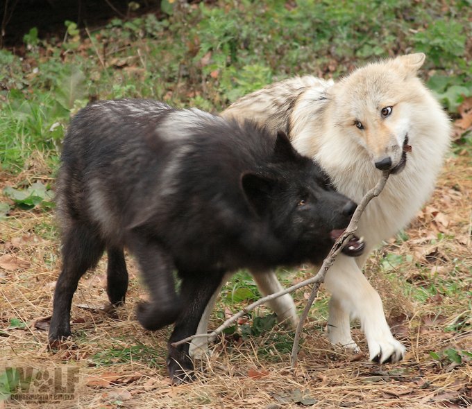 AmUmbria's tweet photo. 7 Montana wolves were murdered, 2 were snared😭&amp; 5 by traps😭 Total death as of 1/4/24 is 120, 120 beautiful, innocent, intelligent, happy, family loving  wolves were killed for fun😢😡🤬🤬🤬🤬🤬🤬🤬🤬🤬🤬🤬🤬🤬🤬🤬🤬🤬🤬🤬🤬🤬 https://t.co/xdTsjpU0P6