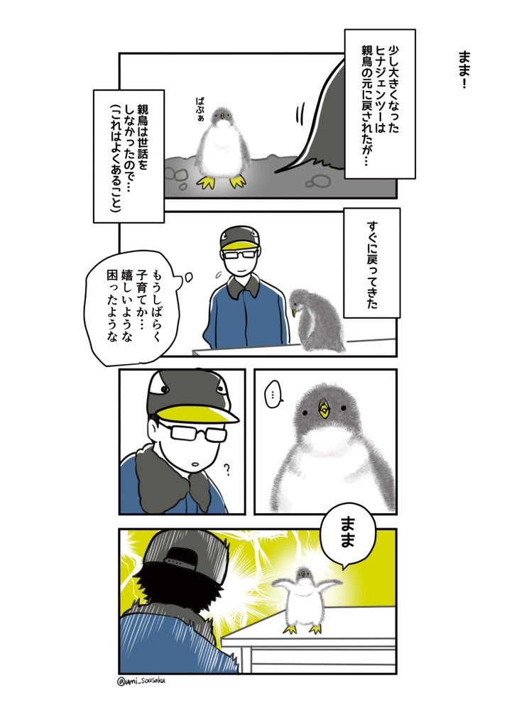  #ジェンツーきたよ よん! よろしくねぇ🐧