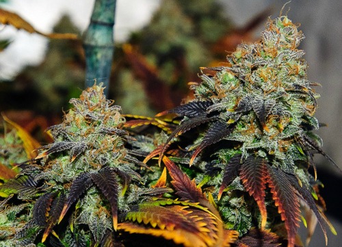 Herb Utopia (@herbutopia) on Twitter photo 
