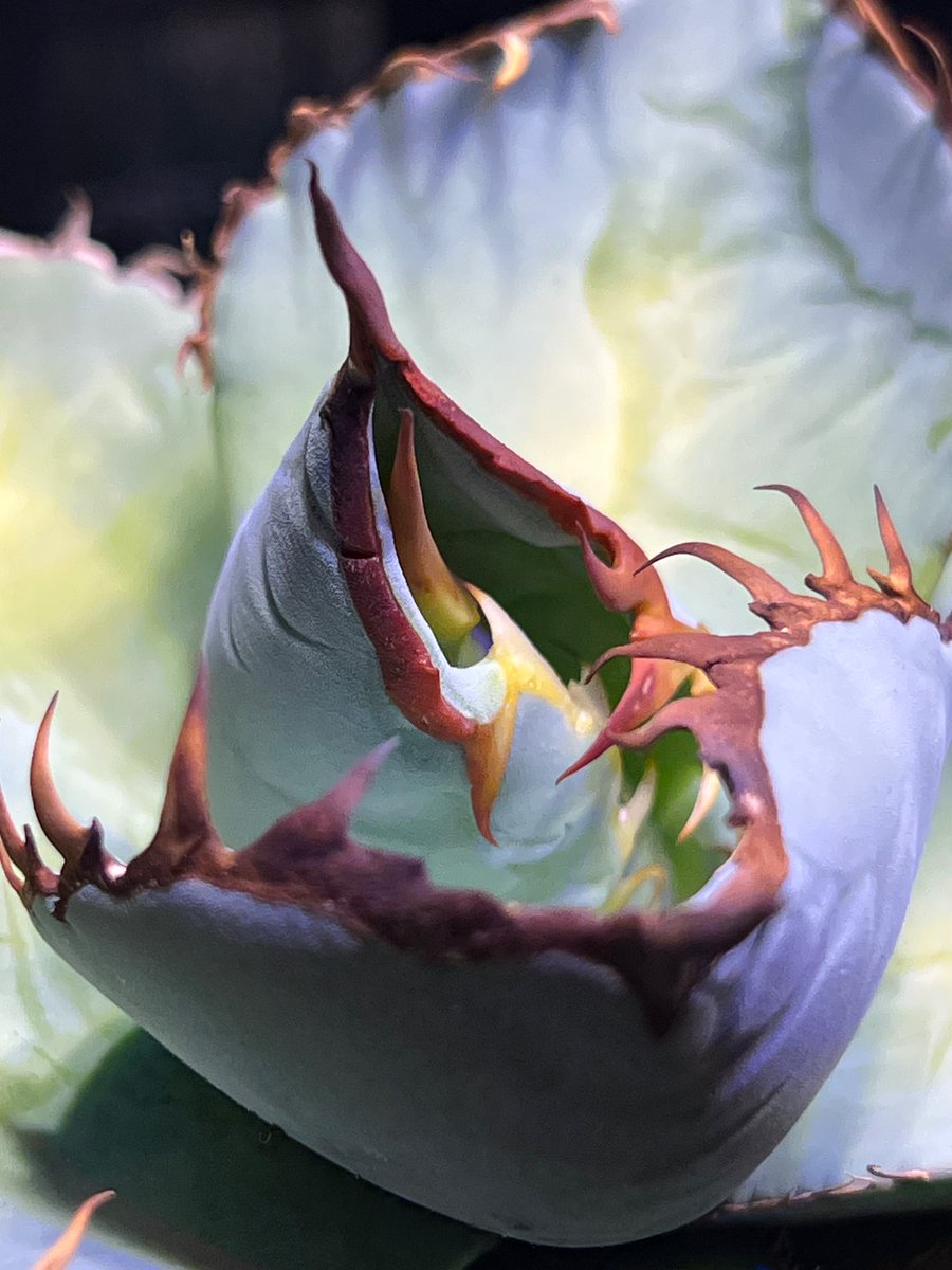 boolean_iwata's tweet image. 鋸歯がわけわからん方向に出とるな