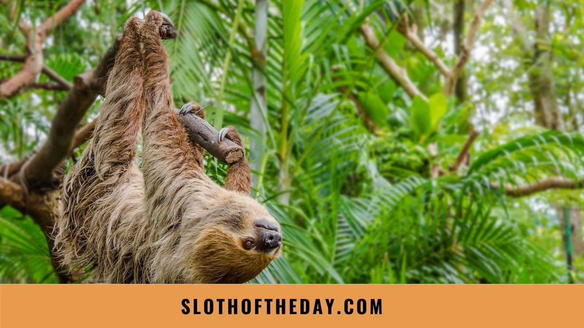 day_sloth's tweet photo. We love sloths, and love to talk about them.
If you would like to learn more about these adorable creatures please visit our website https://t.co/mXqe9I0Gbi
#sloth #slothaddict #lovesloth #slothlover #slothoftheday https://t.co/giTcPcNtyf