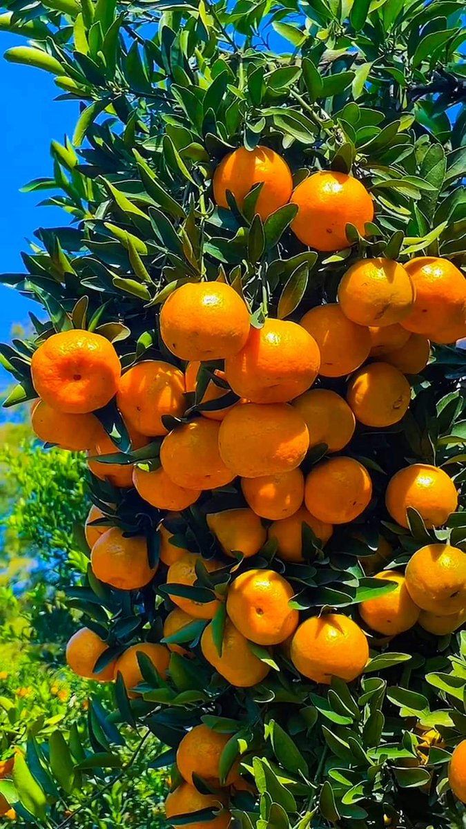 Hello Dears ❤️ Kuiona nuru ya asubuhi ni ishara ya Mungu kwako kuwa bado una nafasi ya kufanya vitu vitokee kama Mungu amekuamini akakupa siku basi usimwekee mashaka hata kama uhalisia wa mambo una kuonyesha ugumu usiache kuamini na kujibidiisha hakuna jambo gumu kwenye muda 💪