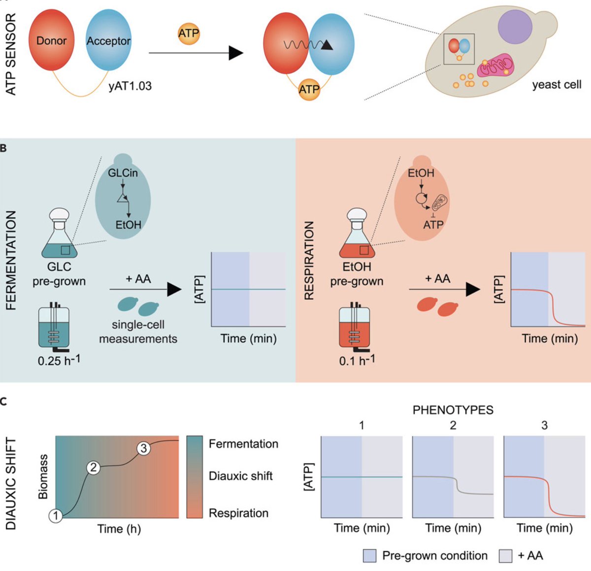 paperperday's tweet photo. A fast method to distinguish between fermentative and respiratory metabolisms in single yeast cells

"Respiratory cells, pulsed with a respiration blocker, show reduced ATP levels detected by ATP sensor, while fermentative cells maintain their ATP values."
https://t.co/I1zNsSx2u7 https://t.co/NhAmAefrGl