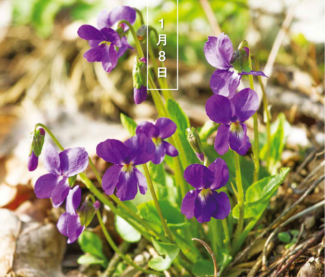 543life's tweet photo. 今日の誕生花は「すみれ（紫）」。
花言葉は「誠実」です。

日本で普通に見られる種「ヴィオラ・マンジュリカ」の和名でもあります。 花の色は青紫色。タチツボスミレや、西洋のニオイスミレもやはり青紫色です。

▼暦生活のサイトはこちらから
https://t.co/hv9NlcQxdm https://t.co/nYmrmwy5Uh