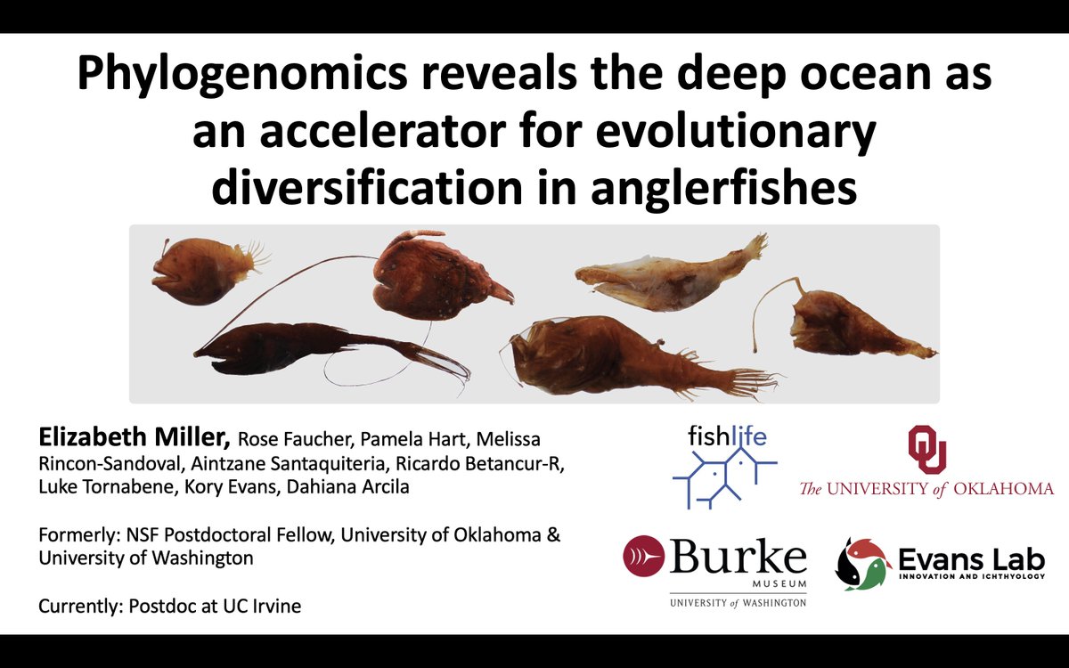 I'll be talking about anglerfish Friday at 10:30 am in room 618! #SICB2024