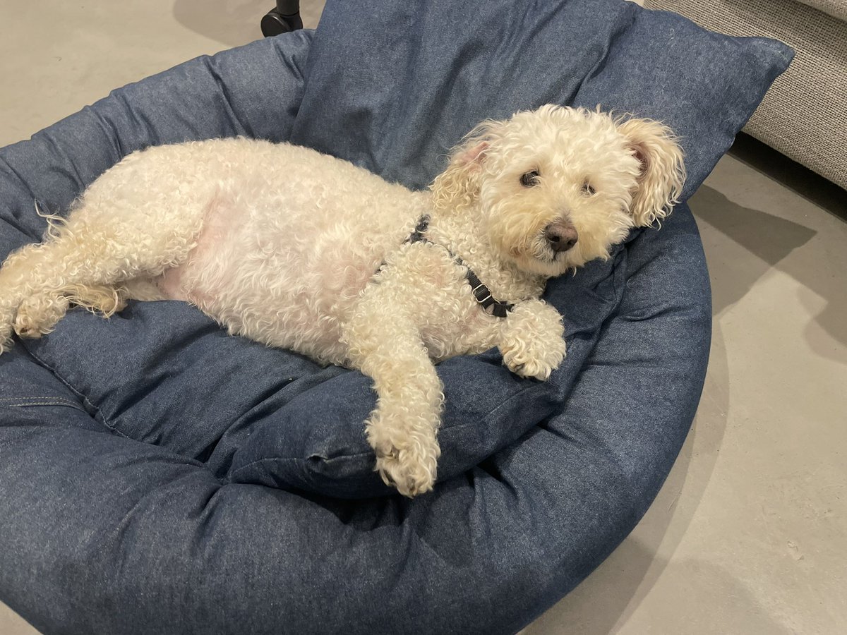 ryandwhite12's tweet photo. @corinneblalock Though sometimes it is nice to have someone insist on staring at you while you work no matter how late https://t.co/EBrcjj4L6H