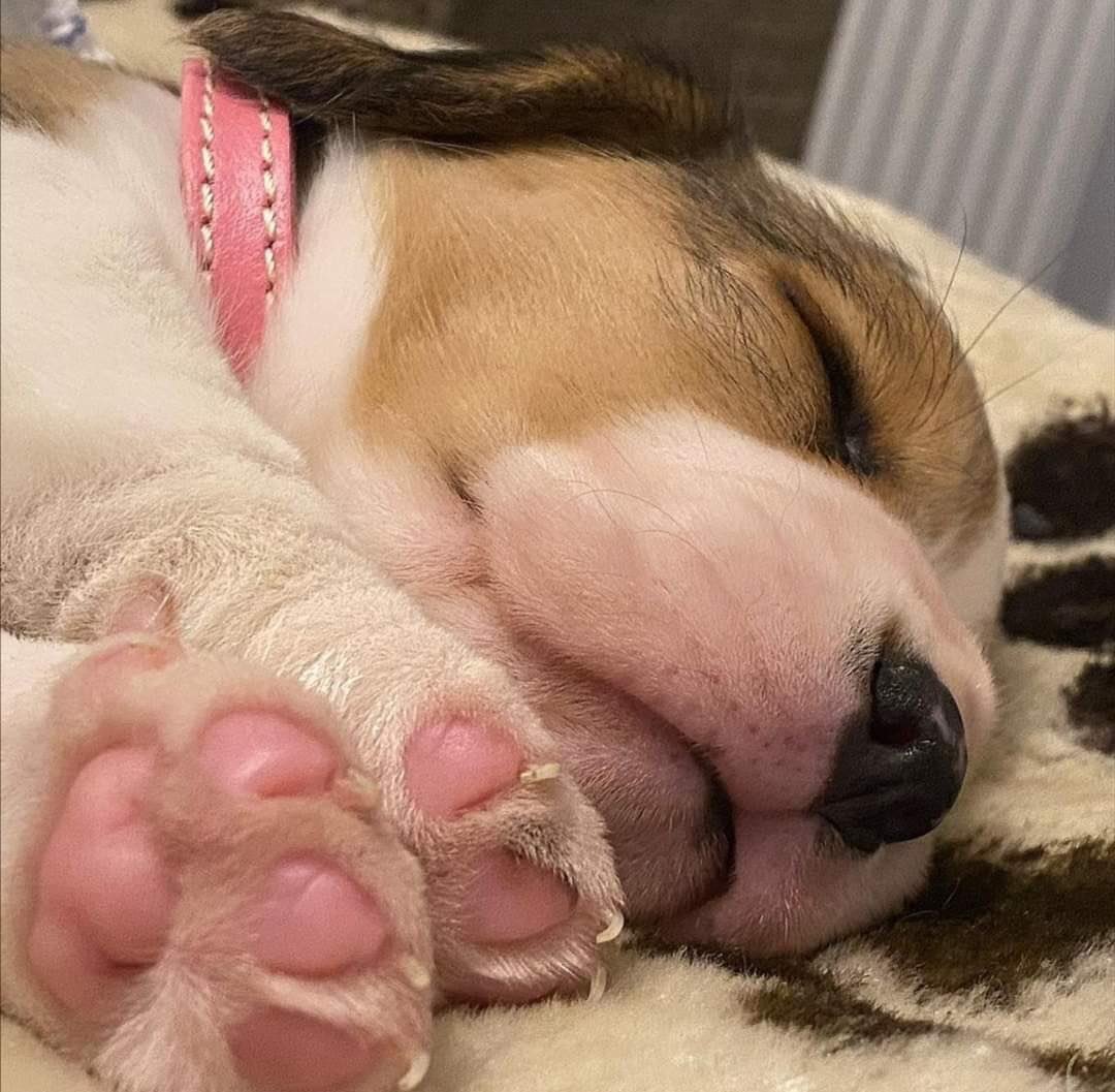 💖 (@twaniimals) on Twitter photo 