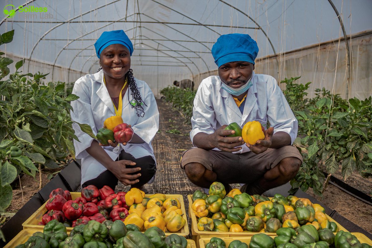 Samsonprolific's tweet photo. Food loan: Get your produce, pay at the end of the month
1. You can walk in to buy
2. You can pick up your order
3. We can also deliver to your doorstop
3 options, the same promise
Got questions:
09014865033
09120385369
#FoodLock #Food2024 #2024Food #Sfarmlab #SoillessFarmLab https://t.co/A930mYxuJ3