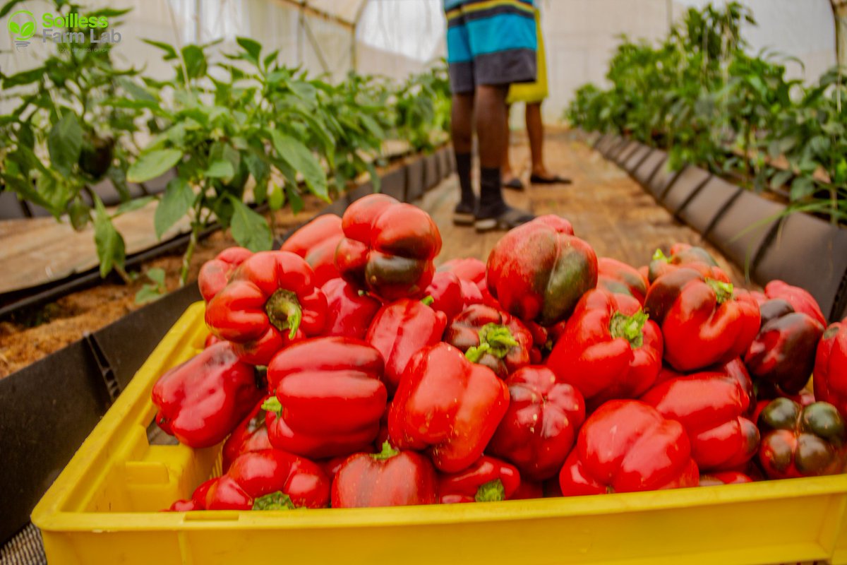 Samsonprolific's tweet photo. Food loan: Get your produce, pay at the end of the month
1. You can walk in to buy
2. You can pick up your order
3. We can also deliver to your doorstop
3 options, the same promise
Got questions:
09014865033
09120385369
#FoodLock #Food2024 #2024Food #Sfarmlab #SoillessFarmLab https://t.co/A930mYxuJ3
