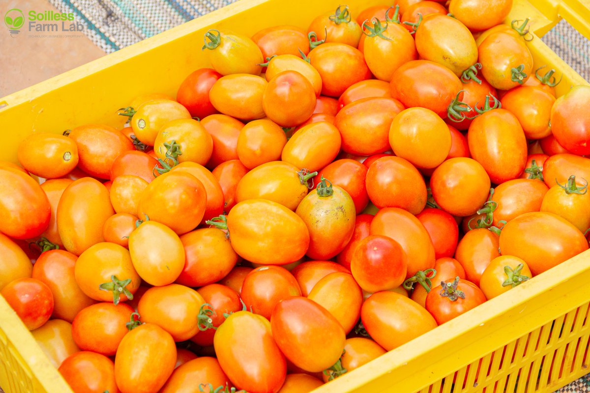 Samsonprolific's tweet photo. 2024 yields:
Bell Pepper: 114,800kg
Habanero pepper: 47,800kg
Plum Tomatoes: 548,800kg
Beefsteak tomatoes: 78,400kg
Lettuce: 28,000kg
Curly kale: 5,200kg
#FoodLock #Food2024 #2024Food #Sfarmlab #SoillessFarmLab https://t.co/inZ475C8Vz