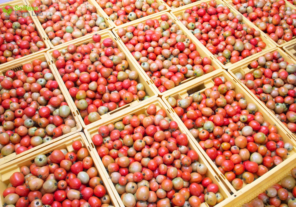Samsonprolific's tweet photo. 2024 yields:
Bell Pepper: 114,800kg
Habanero pepper: 47,800kg
Plum Tomatoes: 548,800kg
Beefsteak tomatoes: 78,400kg
Lettuce: 28,000kg
Curly kale: 5,200kg
#FoodLock #Food2024 #2024Food #Sfarmlab #SoillessFarmLab https://t.co/inZ475C8Vz