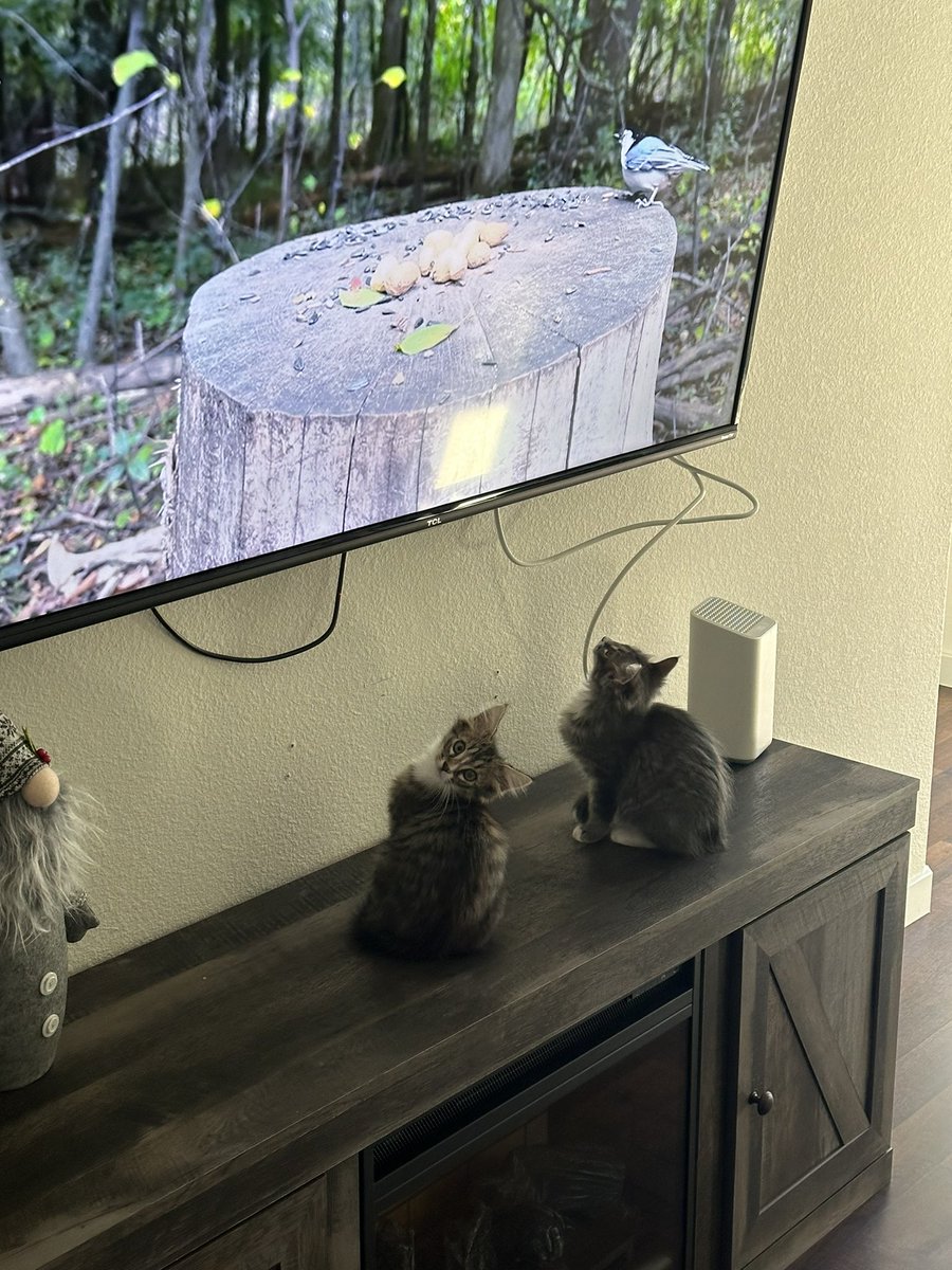 RhinosMatterToo's tweet photo. @sobersanders My two new babies love watching birds on youtube 😂 https://t.co/mQ0kRcJ5VV