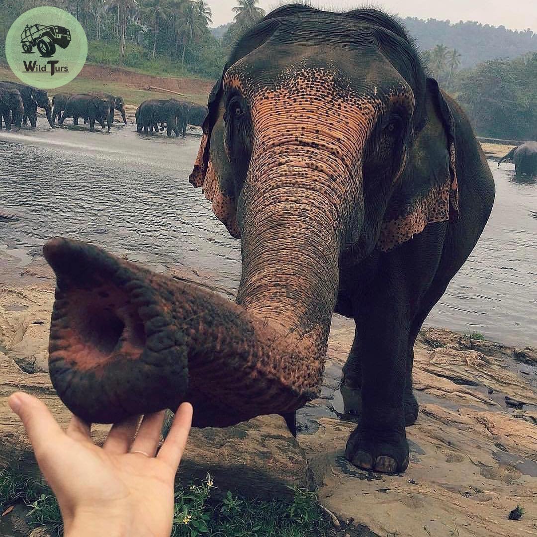 'Discovering the majestic charm of elephants in Pinnawala National Park, Sri Lanka. 🐘✨ A snapshot of the tranquil moments shared between these incredible creatures and the lush surroundings. #Pinnawala #ElephantParadise #SriLankaWildlife'