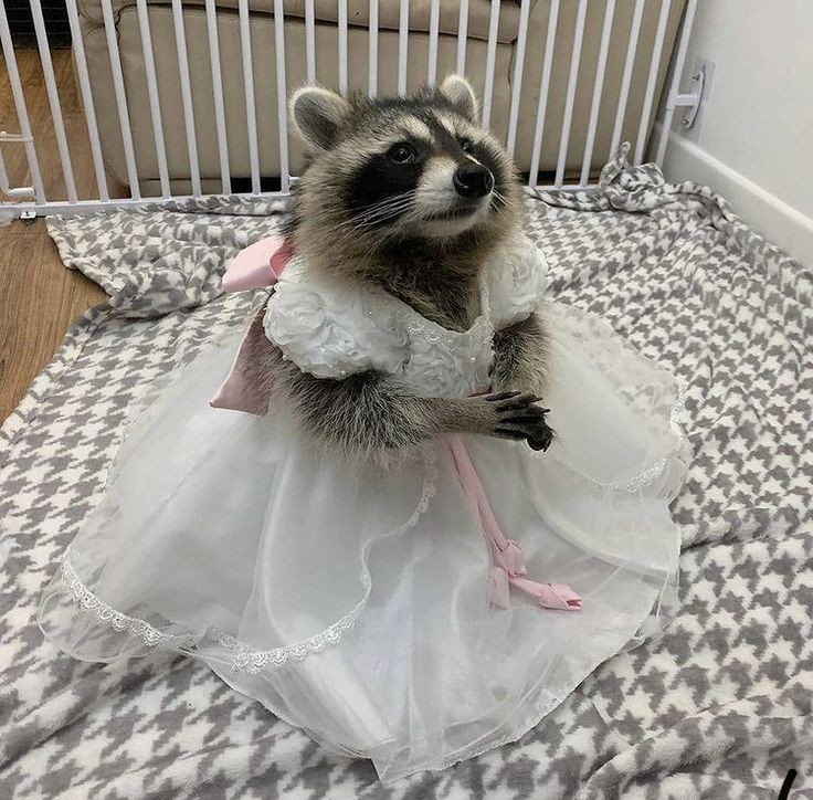 Mira no te enojes, tomalo con calma respira y no preguntes pero me la  encontré y le compré un vestido lindo a Luna Josefa😌✨
@ILeonidas50646