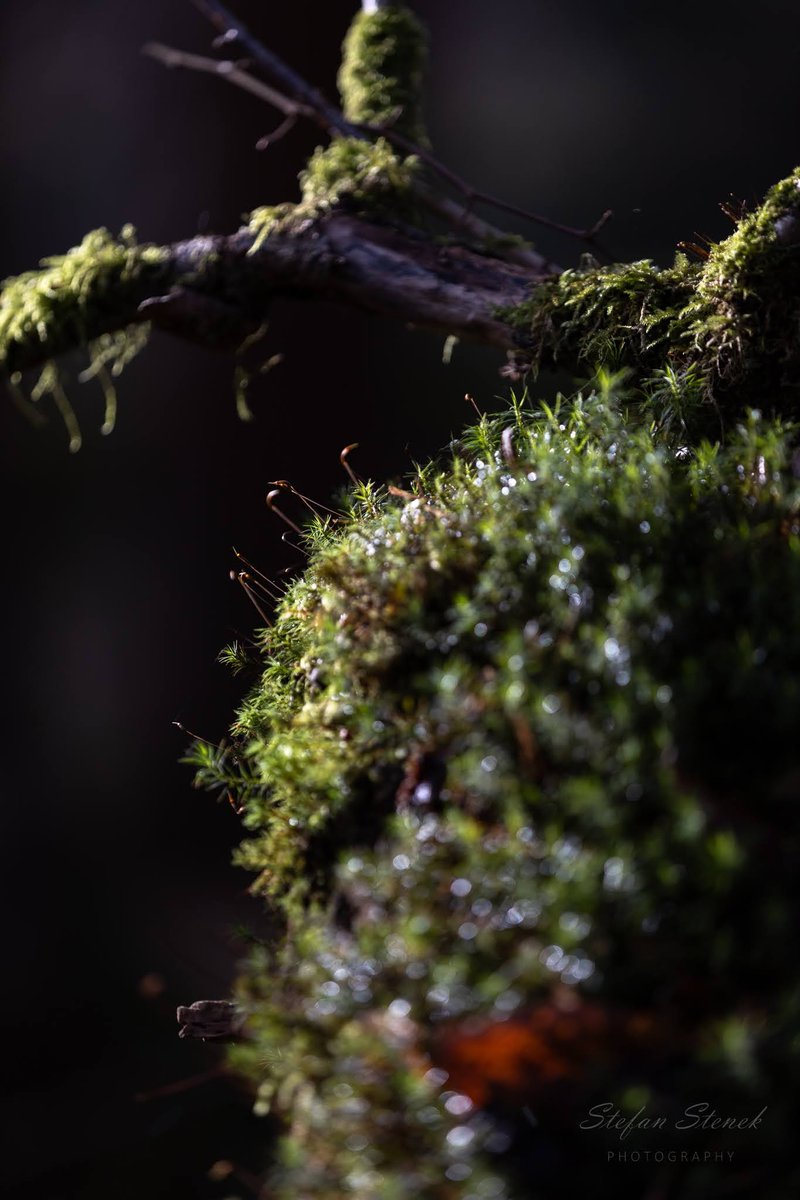 'Forestlife'
The beauty of nature highlighted by the sun...Marvel!
#Canon #TwitterNatureCommunity #TwitterNaturePhotography #FridayVibes #Friday