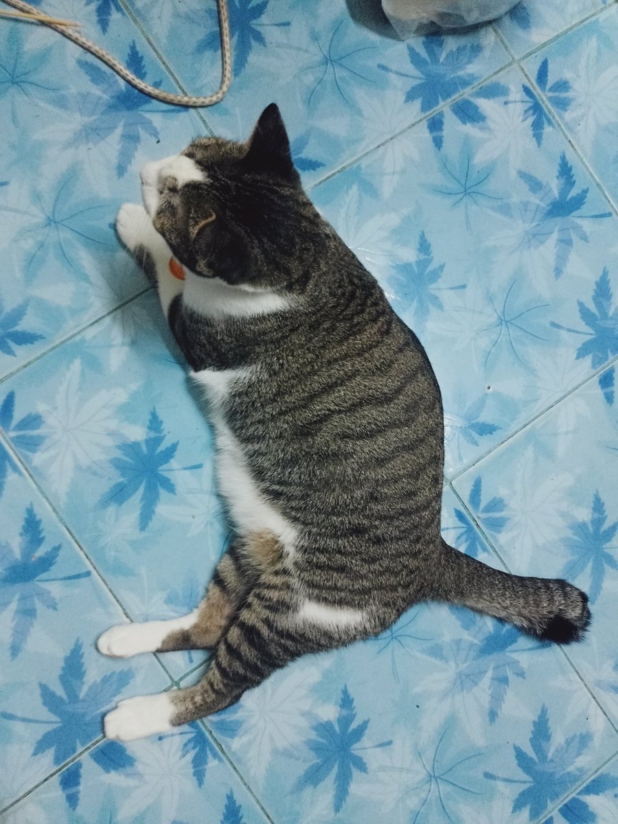 ตามหาแมวหาย
หายไปวันที่1 มกราคม ชื่อไข่ตุ๋น เพศเมียยังไม่ทำหมัน ปลอกคอสีม่วง กระดิ่งสีแดง ลายตามรูปภาพ หางหัก หายไปจากบ้านประมาณ บ่ายๆของวันที่1 แถวราชพฤกษ์8 วัดทองบางเชือกหนัง ใครพบเจอติดต่อดีเอ็ม หรือโทร 0938155629 ติดต่อได้24.ชมค่ะ 
#แมวหาย #ตามหาแมวหาย