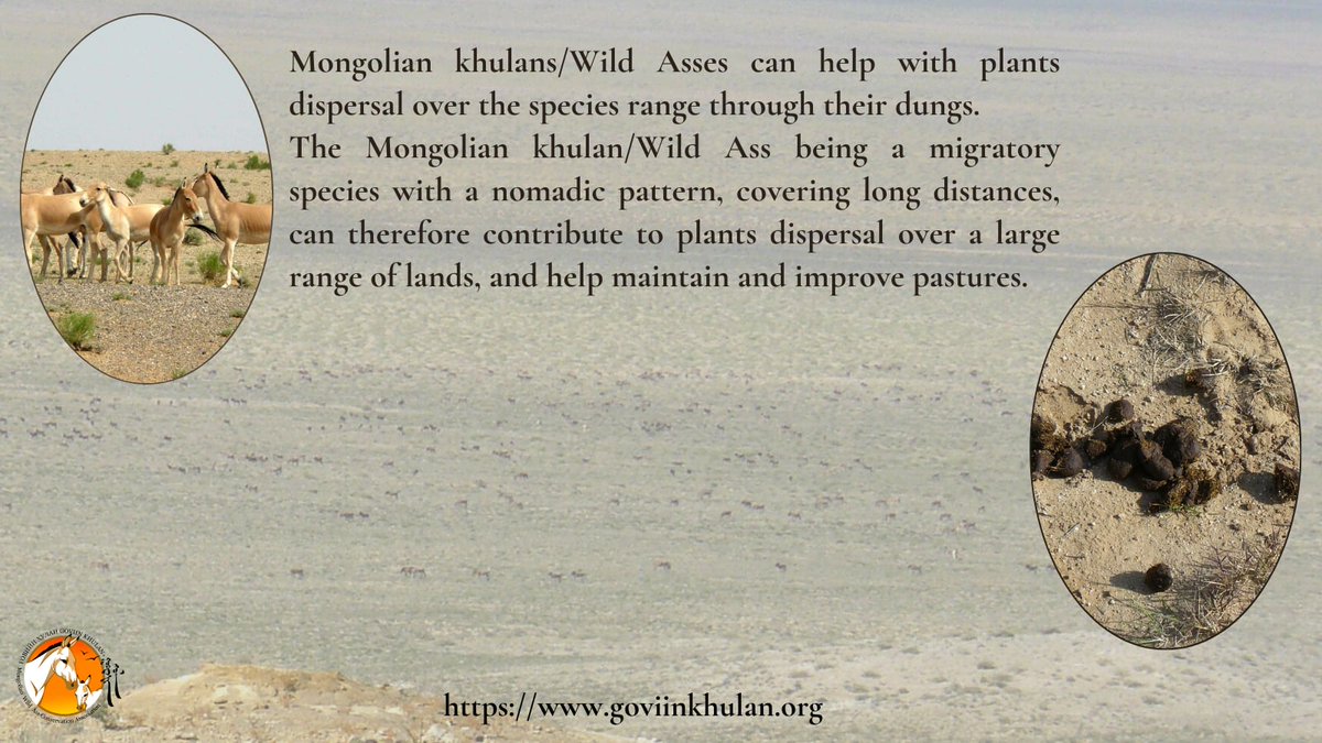 The #Mongolia-n #Khulan / subsp. of #asiaticwildass is a #MigratorySpecies that can help with #plants #dispersal over its #range. 
#ecosystemservice 2 #wildlife #conservation #wildliferesearch #ConservationNGO 
goviinkhulan.org