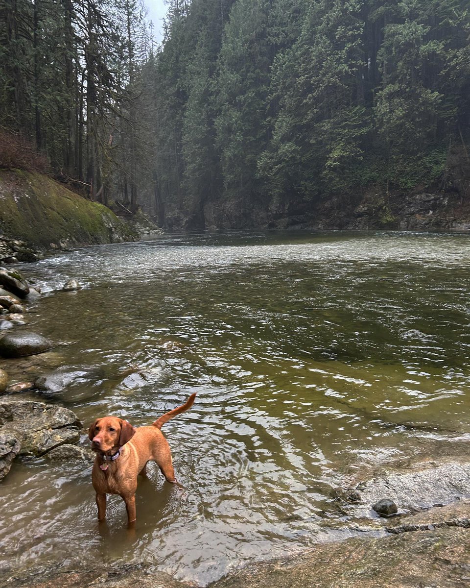 What's your favorite dog-friendly hike on the North Shore?

Credit: @fox.red.pippa

#discovernorthshore #vancouversnorthshore #northvancouver #westvancouver #hikebc #alltrails #vancouvertrails #dogs #doglover