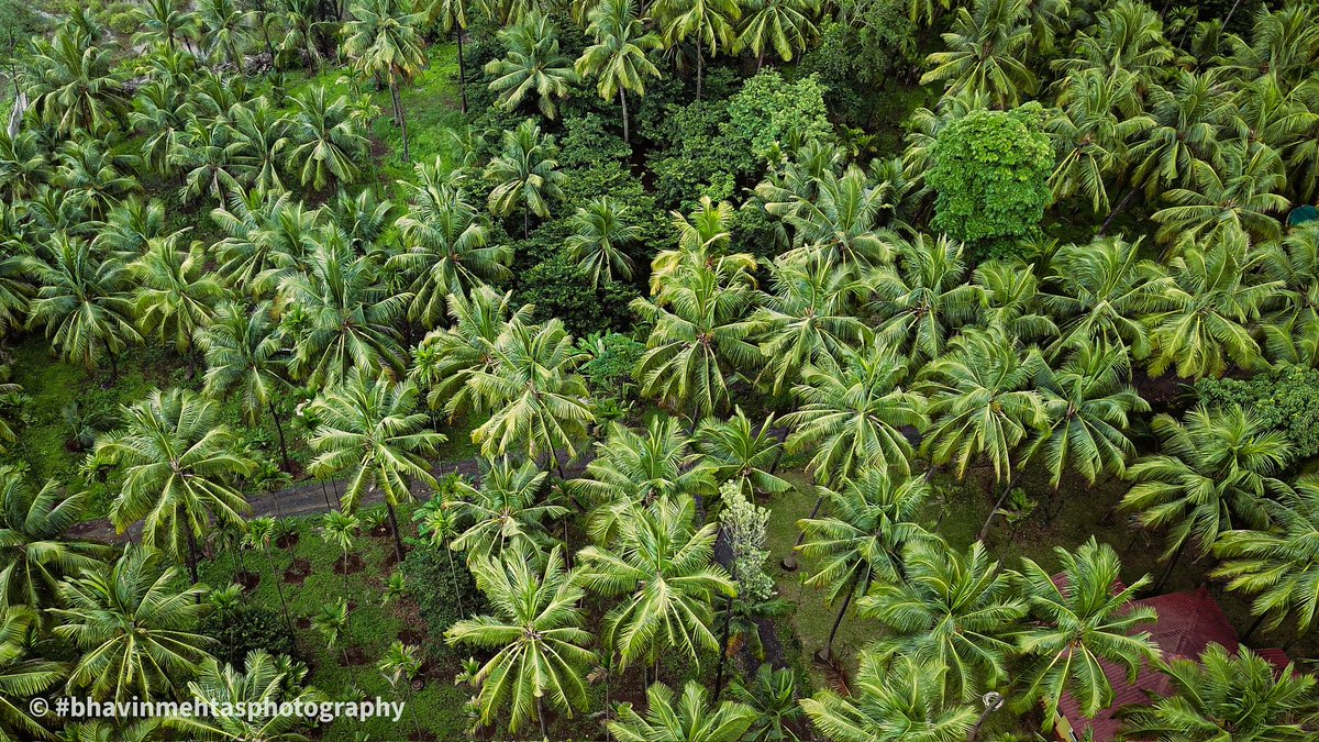 Palm #palm #palmtrees #green #greenery #greenearth #mothernature #nature #aerial #aerialphotography #aerialshot #trees #pleasing #earth #more #grow #india #maharashtra #travellife #traveldiaries #holiday #drone #dji #dronephotography #mobilephotographer #bhavinmehtasphotography