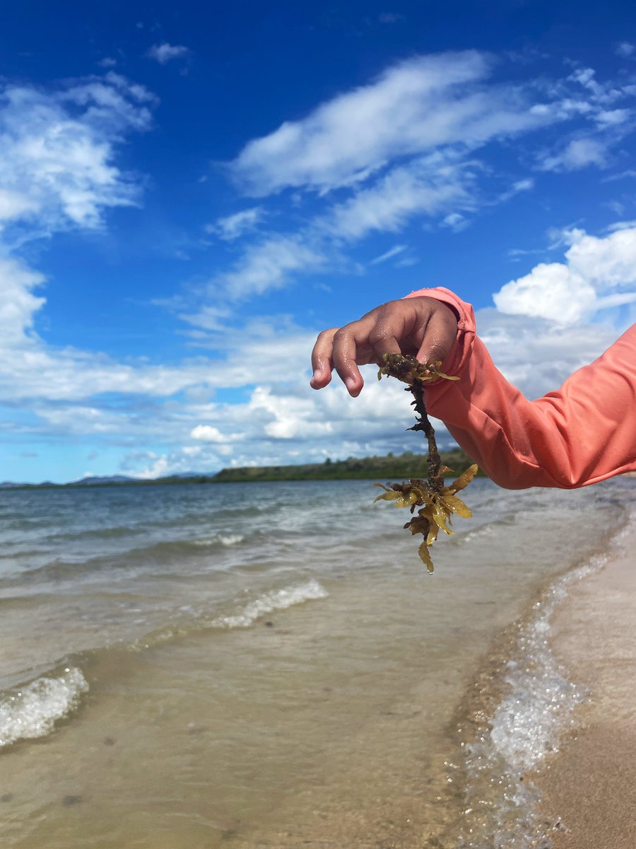 Nothing quite like the alien feeling of seaweed underneath a kids feet to make them rush out of the water. When I told my niece it’s just a harmless seaweed called Sargassum, the response was an unimpressed -“what you study seaweed🙄!!’ 😂

Happy #phycology Friday.