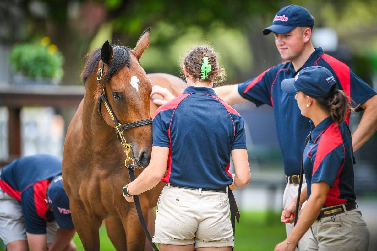 Magic Millions tweet media