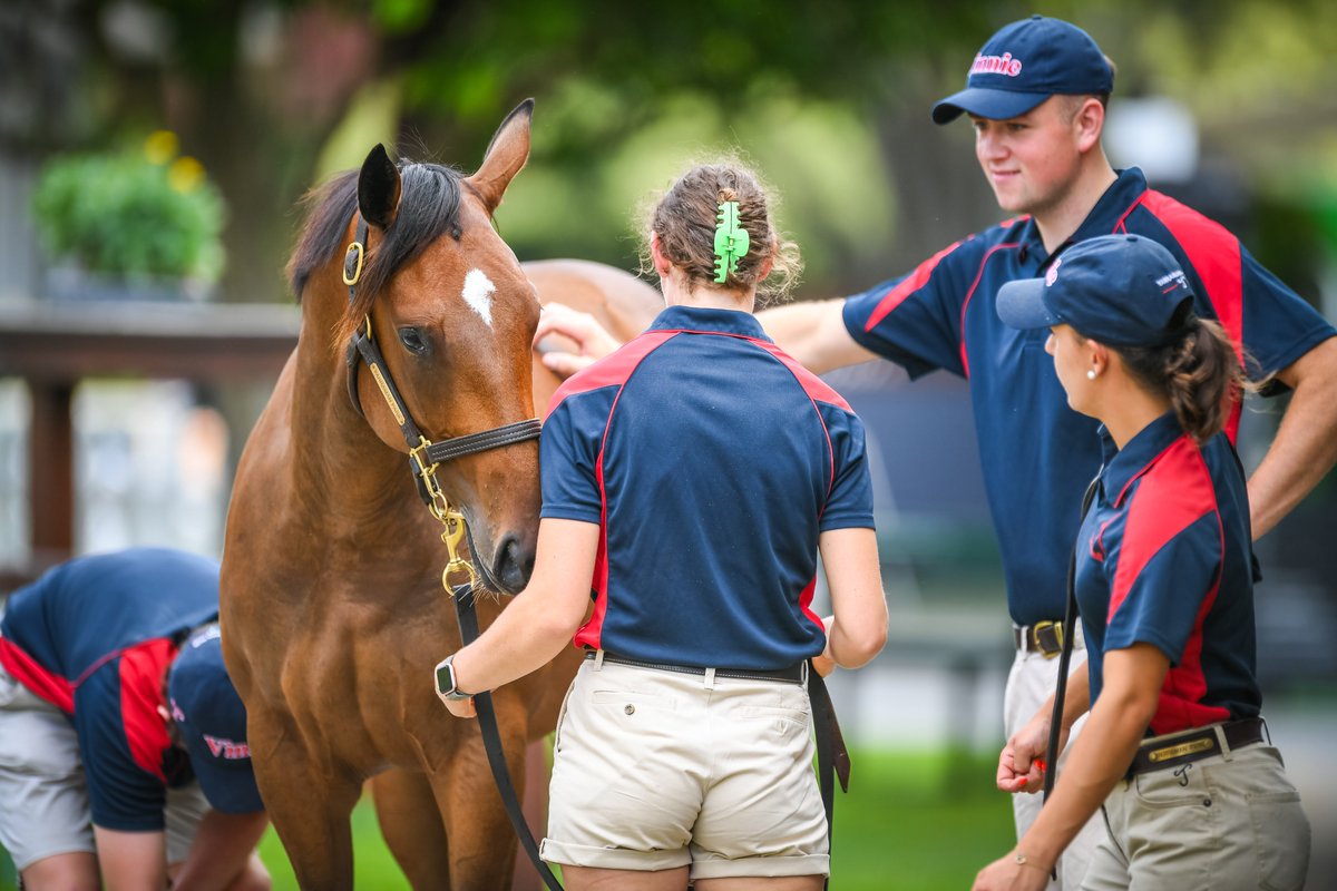 A beautiful Frankel filly getting some love from the @yarramanpark team. Lot 513 has had a lovely pedigree boost with her half sister Ozara now an international stakes winner! #MMGC2024