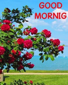 FDanishmandi's tweet photo. اے صبح، ہم پھر سے بیدار ہوئے، ایک نئی سوچ کے ساتھ، 

اندھیرے اور خاموشی کے بعد ایک سنہری سورج طلوع ہوتا 

ہے، ہم پھولوں کو کھلتے ہوئے دیکھتے ہیں، ہم پرندے کو گاتے 

ہوئے سنتے ہیں، کافی کی مہک ہمیں پھر سے زندہ کرتی ہے، ہر

صبح پیاروں کی مسکراہٹ کیلئے صبح الورد https://t.co/1odR0drvLW