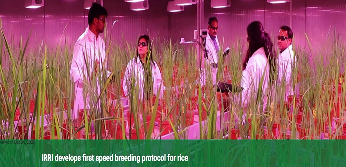 Department of Biotechnology (@dbtindia) on Twitter photo IRRI with funding support from <a href="/DBTIndia/">Department of Biotechnology</a> developed the first ever speed breeding protocol for rice that will achieve 4 to 5 crops of rice in one year, almost double of what has been possible in breeding programs until now
<a href="/DrJitendraSingh/">Dr Jitendra Singh</a> <a href="/rajesh_gokhale/">Rajesh Gokhale</a>
#ViksitBharatSankalpYatra IRRI with funding support from <a href="/DBTIndia/">Department of Biotechnology</a> developed the first ever speed breeding protocol for rice that will achieve 4 to 5 crops of rice in one year, almost double of what has been possible in breeding programs until now
<a href="/DrJitendraSingh/">Dr Jitendra Singh</a> <a href="/rajesh_gokhale/">Rajesh Gokhale</a>
#ViksitBharatSankalpYatra