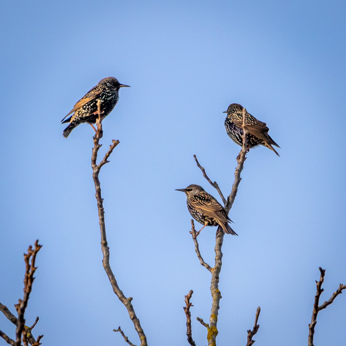 Good morning all. Three Starlings catching the last of the evening sun. Wishing everyone a happy and safe Friday. #TwitterNatureCommunity #nature #birds #TwitterNaturePhotography #naturelovers #NaturePhotography andyjennerphotography.com