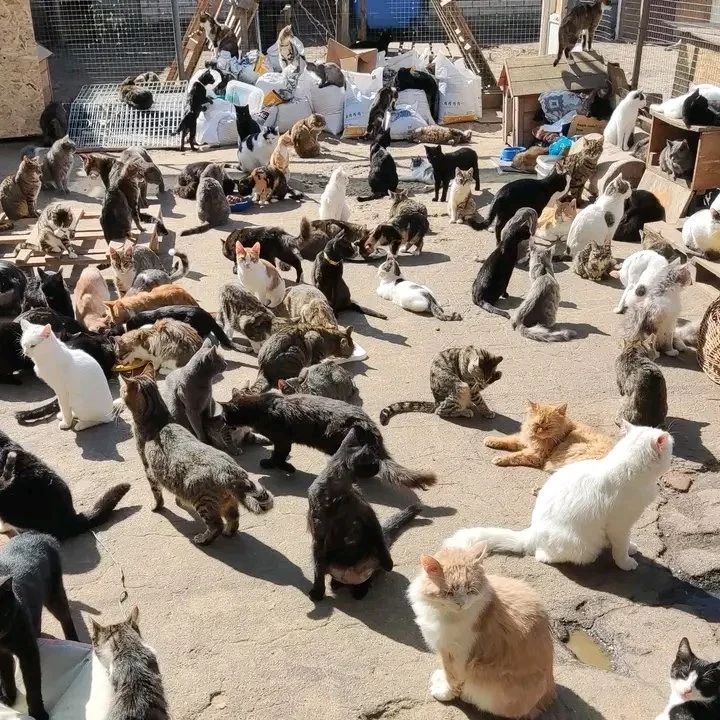 hvhpio15315dhd7's tweet photo. We really need help with feed😿 it only got stronger yesterday and today,tomorrow it's just empty😥 .no dry food, no paste for the sick,no treatment,just entered zero on all feed.😭😭😭😭
Any possible help Will be appreciated.👇👇
Donate via link inbio 🙏🙏
#poorcats #helpcats https://t.co/5jXWN18Yc9