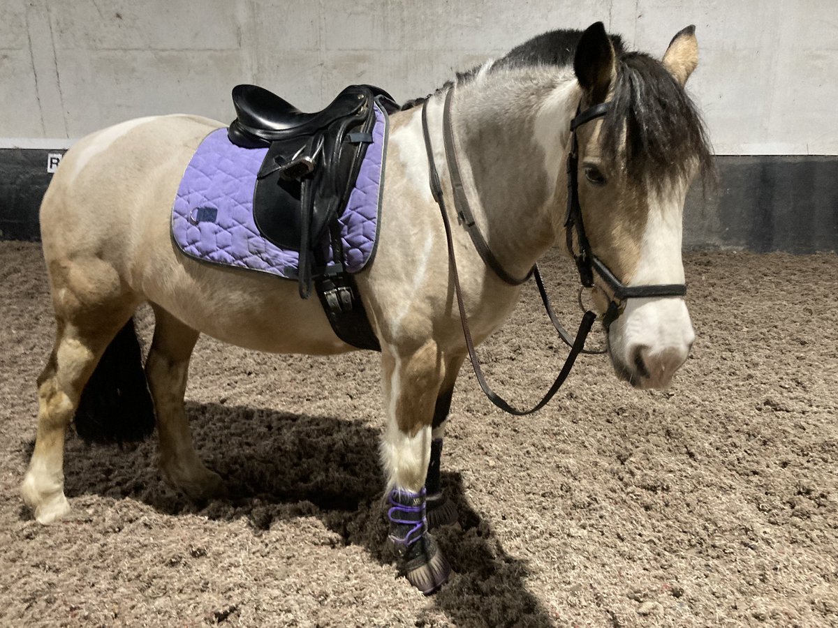 #operationgettessfit continues - she was a good girl last night and tried hard. Love her 🩷