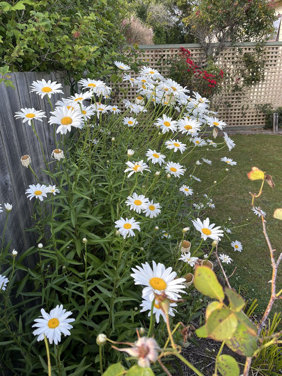 JudithClarke54's tweet photo. Forgot to share this mornings flower finds along my run.  Hot &amp; humid but still a nice morning for a run, hoping your day has been a good one #keepsafe #enjoytherun https://t.co/3lWtwVJYty