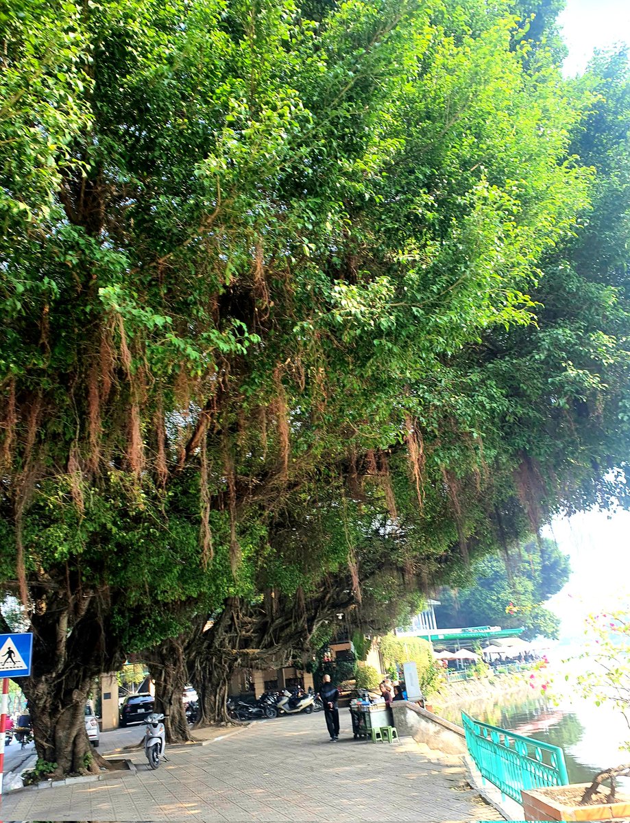 Minh Nguyen tweet media