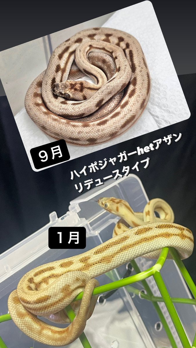 GDB6335's tweet image. 3ヶ月でこんなに😳
#carpetpython
#カーペットパイソン
