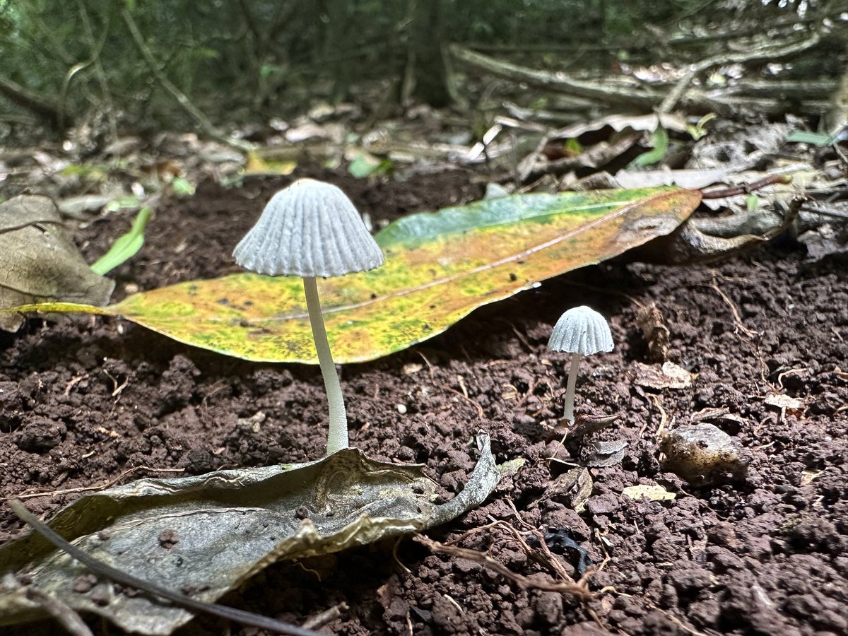 Wrapping up holidays with yet another trip to Ravensbourne 🍄 #fungifriday