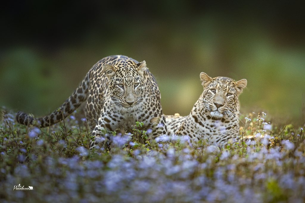 𝑳𝒆𝒐𝒑𝒂𝒓𝒅𝒔
𝐑𝐚𝐣𝐚𝐣𝐢 𝐍𝐚𝐭𝐢𝐨𝐧𝐚𝐥 𝐏𝐚𝐫𝐤
𝐔𝐭𝐭𝐚𝐫𝐚𝐤𝐡𝐚𝐧𝐝 

#ManoPhotos #Canon #natgeoindia 
#BBCWildlifePOTD  #wildlife 
 #earthcapture  

<a href="/NatGeoIndia/">Nat Geo India</a> <a href="/BBCEarth/">BBC Earth</a> <a href="/WildlifeMag/">BBC Wildlife</a> <a href="/IndiAves/">IndiAves</a> <a href="/incredibleindia/">Incredible!ndia</a>  <a href="/Discovery/">Discovery</a>