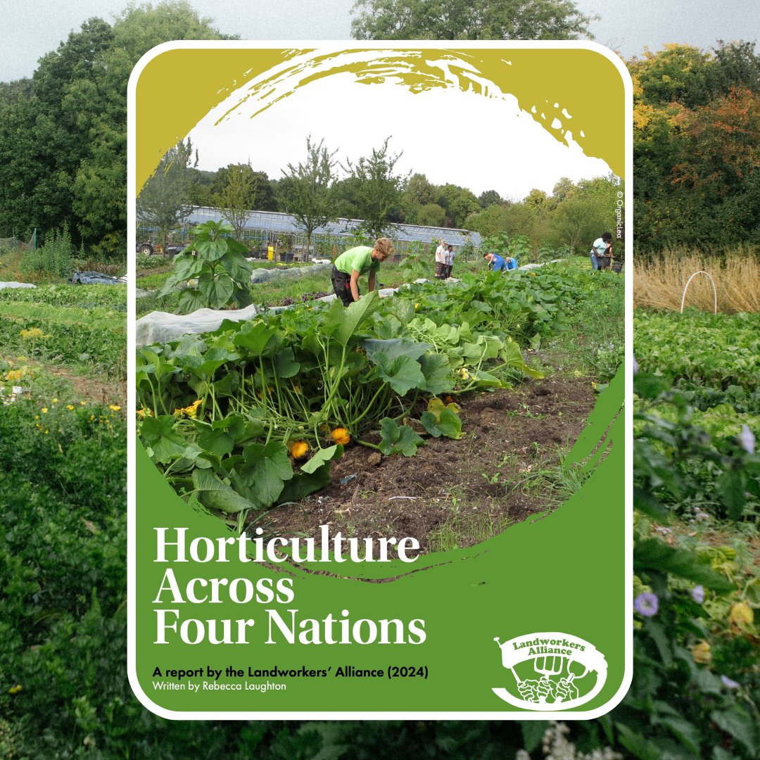 Yesterday at @ORFC we were delighted to launch our brand new report: HORTICULTURE ACROSS FOUR NATIONS 🥬 If you didn't manage to grab a copy at the launch event, the full report is now available on our website: landworkersalliance.org.uk/new-report-hor…