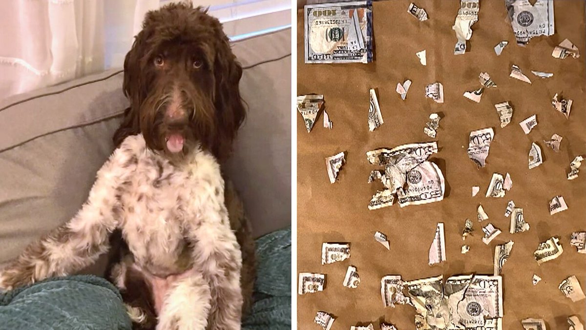 Einen äußerst teuren Geschmack hat offenbar der Hund „Cecil“ aus Pennsylvania. Als seine Besitzer ihn nur für kurze Zeit aus den Augen ließen, machte sich dieser über ein Geldkuvert mit 4000 Dollar Bargeld her. krone.at/3210022