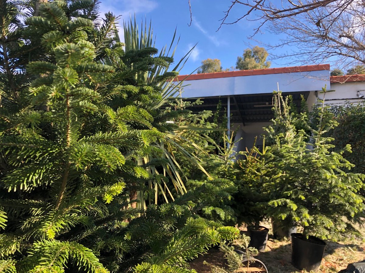 JMDBarajas's tweet photo. 🎄 Comienza la campaña de recogida de abetos de Navidad para darles una nueva vida en los jardines de Madrid.
✅ Los ejemplares deteriorados serán convertidos en compost en la Planta de Migas Calientes.
📅 Del 7 al 31 de enero

 👉🏼https://t.co/GUuoznuNJH https://t.co/Yy8859qHAc