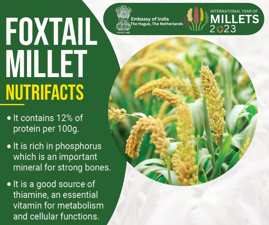 Foxtail Millet is a powerhouse of benefits. Nourish your body with the goodness of these yummy grains. #IYM2023 #ShreeAnna #sustainability #InternationalYearOfMillets @IYM2023 @PMOIndia @MOFPI_GOI @AgriGoI @MoHFW_INDIA