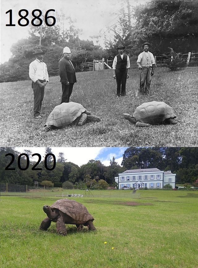 Tortoise Jonathan at Plantation House Saint Helena 1886 (Left) and in 2020