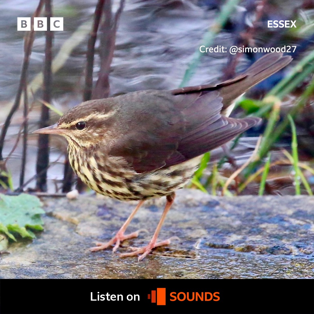 🐦 A Northern Waterthrush from America has been spotted in Essex. bbc.in/3H5zDUi