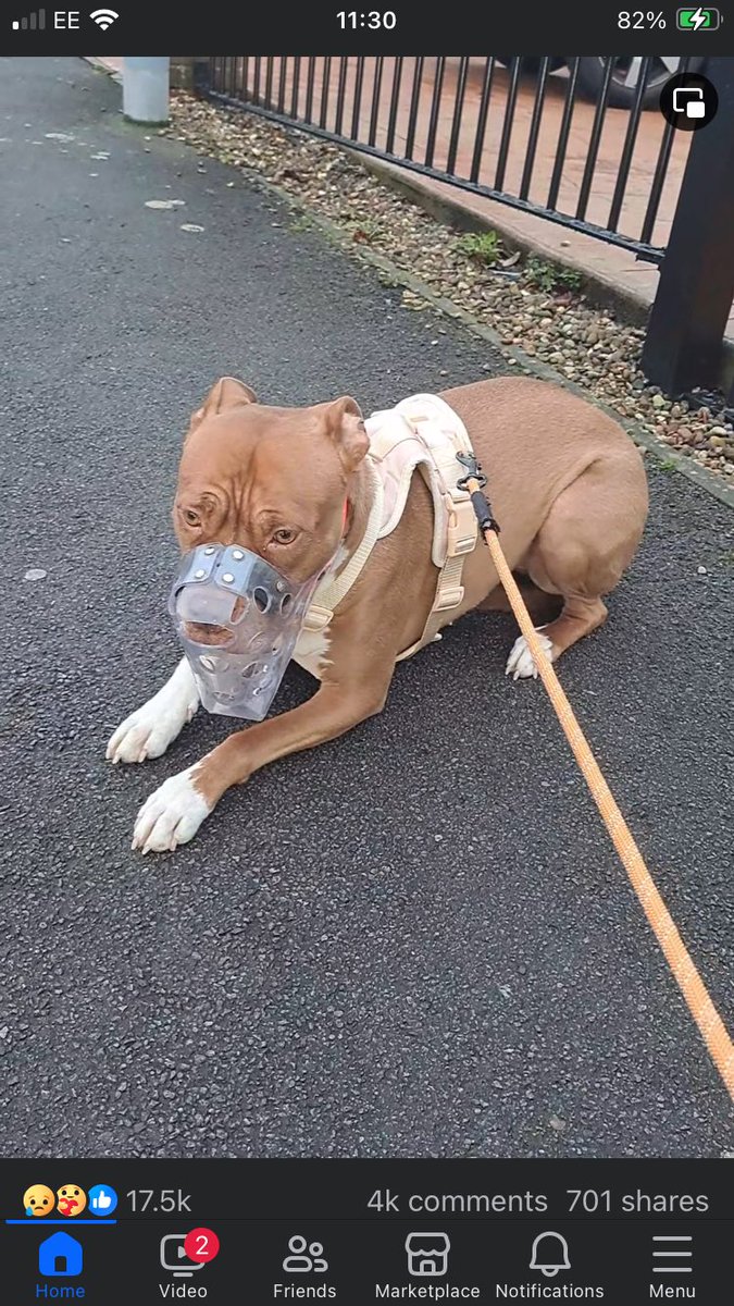 vickiewwenewb's tweet image. I hope  @10DowningStreet and @RishiSunak are happy. You’ve turned a loving, smiling and happy breed into a depressed and miserable breed 👍 congratulations you complete and utter failure of a government. #XLBullys #dontblamethebreed #blametheowners