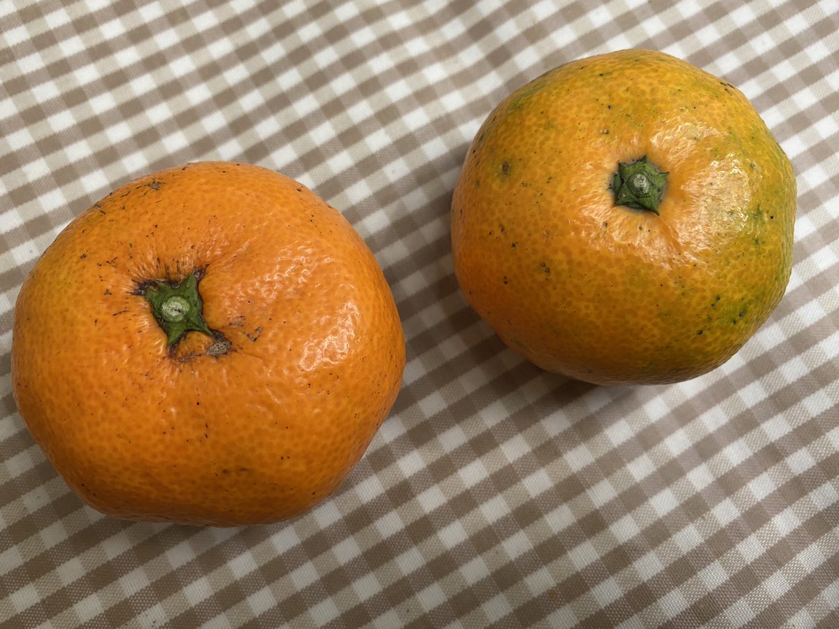 오늘은 미역국과 귤~ 입니다!
미역국은 사진을 찍지 못했지만 아주 맛있었답니다😜
밥 챙겨드시고 좋은 주말 보내시길 바라요‼️