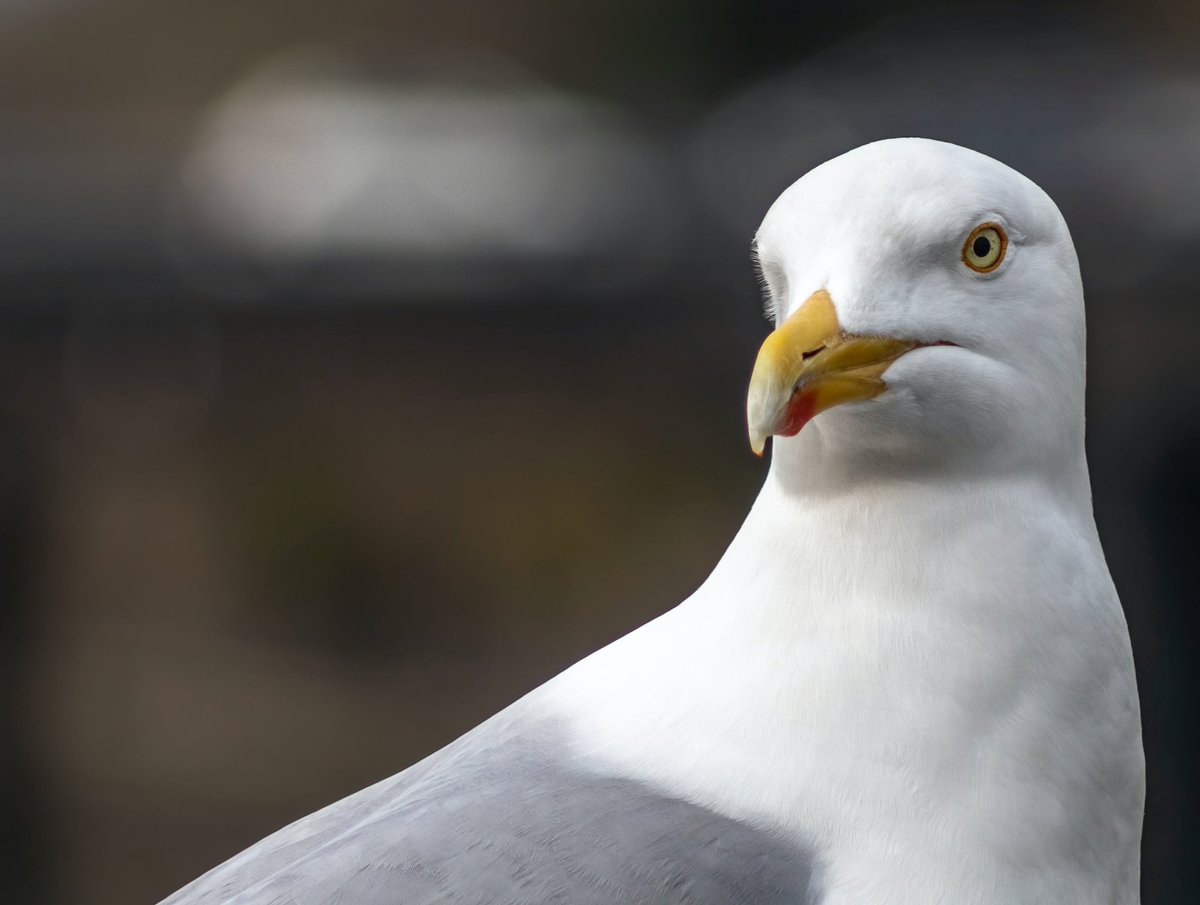 NEW in seabird 35 🎈: Inter-colony variation in the foraging behaviour and resource selection of breeding Herring Gulls Larus argentatus : O'Hanlon, @Nina_OHanlon Nager @RuediNager seabirdgroup.org.uk/journals/seabi… #SeabirdJournal