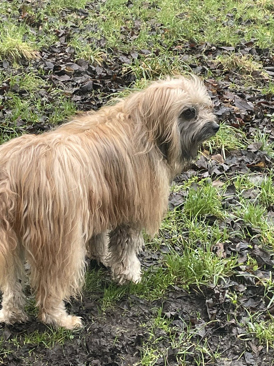 Hi everyone, hope you’re all having a great day. I won’t look directly at mam as she’ll tell me to get off the mud!!😁 #dogsoftwitter #dogs #muddyfields